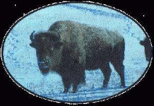 buffalo3
